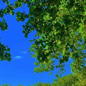 Meet your Posher, Pompie